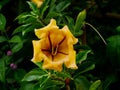 A huge yellow flower Solandra in the botanical garden Jardim Botanico Tropical in Lisbon. Poisonous plant Royalty Free Stock Photo