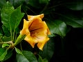 A huge yellow flower Solandra in the botanical garden Jardim Botanico Tropical in Lisbon. Poisonous plant Royalty Free Stock Photo