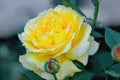 Huge, yellow, garden, rose, close-up, macro