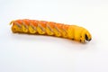 Huge yellow red butterfly caterpillar larvae death head Acherontia atropos hawk moth isolated on white Royalty Free Stock Photo