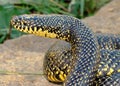 A Huge Yellow Speckled Kingsnake (King Snake)