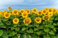 Huge yellow sunflowers with high green stems against the backdrop of the endless blue sky