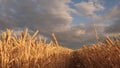 Huge yellow wheat floor in idyllic nature in golden rays of sunset. Beautiful stormy sky with clouds in countryside over