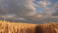 Huge yellow wheat floor in idyllic nature in golden rays of sunset. Beautiful stormy sky with clouds in countryside over