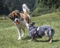 Two young dogs playing outdoors