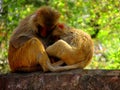 Hugged monkeys