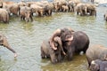 Hugging elefants in the river Royalty Free Stock Photo
