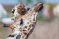 Hugging giraffes Royalty Free Stock Photo