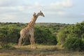 Hugging Giraffes Royalty Free Stock Photo