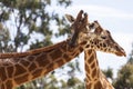 Hugging Giraffes Royalty Free Stock Photo