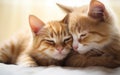 Hugging and Licking: Closeup of a Ginger Cat\