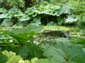 Hugh leaf gunnera bog plant Royalty Free Stock Photo