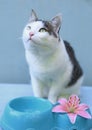 Hugry cat ask for eating with blue bowl Royalty Free Stock Photo