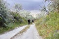 Hugs and kiss loving couple in the branches of the bushes. Walk along the road, a man kissing a woman. Love affection relationship