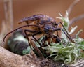 Huhu beetle, a longhorn beetle of Aotearoa, New Zealand Royalty Free Stock Photo