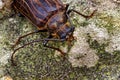 Huhu beetle, a longhorn beetle of Aotearoa, New Zealand