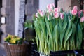 Huis Ten Bosch tulips displayed in front of a shop
