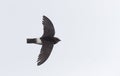 Huisgierzwaluw, Little Swift, Apus affinis