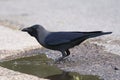 Huiskraai, House Crow, Corvus splendens Royalty Free Stock Photo