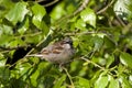 Huismus, House Sparrow, Passer domesticus Royalty Free Stock Photo