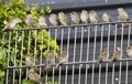 Huismus, House Sparrow, Passur domesticus