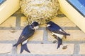 Huiszwaluw; Common House Martin; Delichon urbica