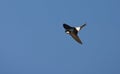 Huiszwaluw, Common House Martin, Delichon urbica