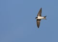 Huiszwaluw, Common House Martin, Delichon urbicum Royalty Free Stock Photo