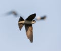 Huiszwaluw, Common House Martin, Delichon urbicum Royalty Free Stock Photo