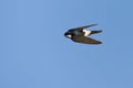 Huiszwaluw, Common House Martin, Delichon urbicum Royalty Free Stock Photo