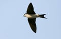 Huiszwaluw, Common House Martin, Delichon urbicum