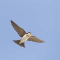 Huiszwaluw, Common House Martin, Delichon urbicum Royalty Free Stock Photo