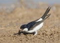 Huiszwaluw, Common House Martin, Delichon urbicum Royalty Free Stock Photo