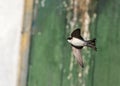 Huiszwaluw, Common House Martin, Delichon urbicum Royalty Free Stock Photo