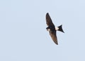 Huiszwaluw, Common House Martin, Delichon urbicum Royalty Free Stock Photo