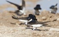 Huiszwaluw, Common House Martin, Delichon urbicum Royalty Free Stock Photo