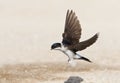 Huiszwaluw, Common House Martin, Delichon urbicum Royalty Free Stock Photo