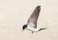 Huiszwaluw, Common House Martin, Delichon urbicum Royalty Free Stock Photo