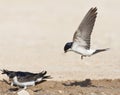 Huiszwaluw, Common House Martin, Delichon urbicum Royalty Free Stock Photo