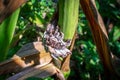 Huitlacoche - Corn smut, fungus, Mexican truffle in the green field. Corn smut is a plant disease caused by the pathogenic fungus