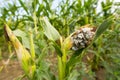 Huitlacoche - Corn smut, fungus, Mexican truffle Royalty Free Stock Photo