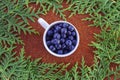 Huja branches and a white cup of blueberries on brown knitted cl Royalty Free Stock Photo