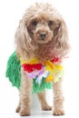 Hula Dancer Dog Royalty Free Stock Photo