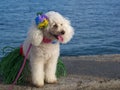 Hula Dog Royalty Free Stock Photo