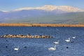 Hula Lake nature reserve, Hula Valley, Israel Royalty Free Stock Photo