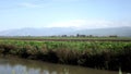 Hula Valley in spring colors. Israel.