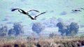 Hula Valley in spring colors. Israel.