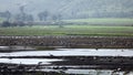 Hula Valley in spring colors. Israel.