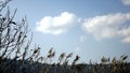 Hula Valley in spring colors. Israel.