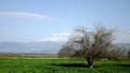 Hula Valley in spring colors. Israel.